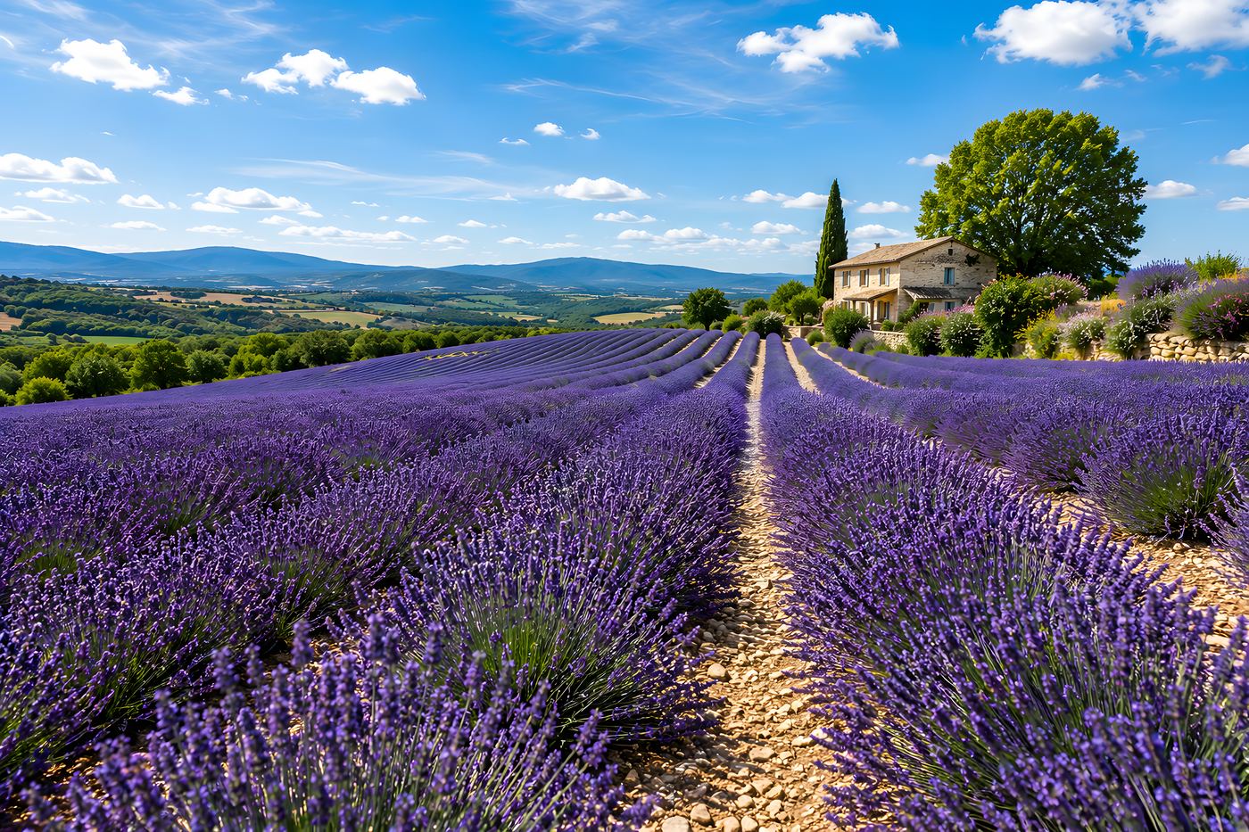 Obraz na plátno – Levandulová cesta do Provence